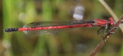 Oxyagrion miniopsis