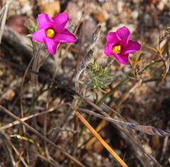 Oxalis hirta hirta