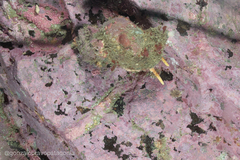 Fusitriton magellanicus