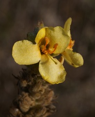 Verbascum ovalifolium