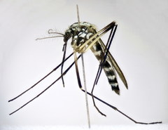 Aedes geniculatus