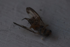 Palloptera umbellatarum