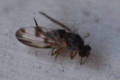 Palloptera umbellatarum