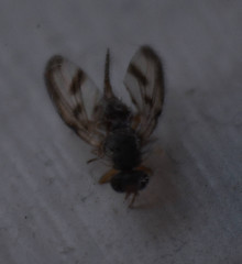 Palloptera umbellatarum