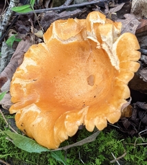 Lactarius croceus
