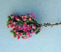 Erica nervata