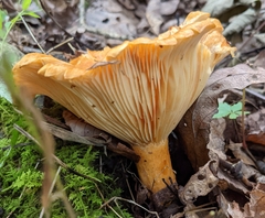Lactarius croceus