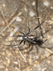 Latrodectus hesperus