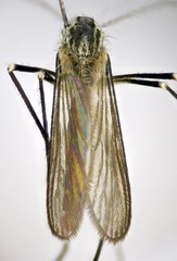 Aedes geniculatus