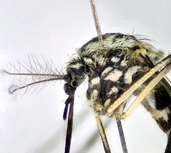 Aedes geniculatus
