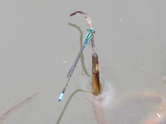 Pseudagrion coeleste umsingaziense