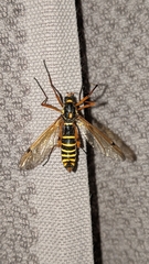 Ctenophora flaveolata