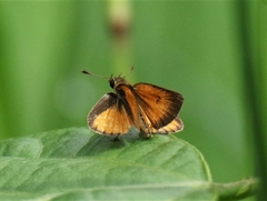 Ancyloxypha arene