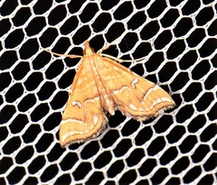 Musotima ochropteralis