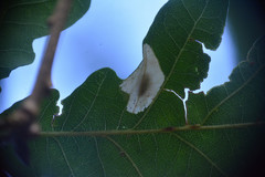 Phyllonorycter harrisella