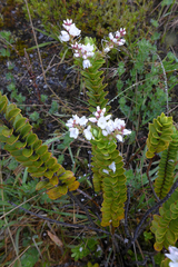 Veronica canterburiensis