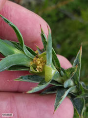 Cliffortia prionota