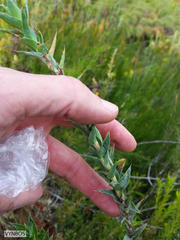 Cliffortia prionota
