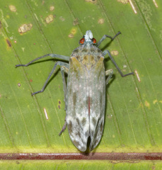 Enchophora
