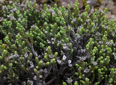Helichrysum intermedium