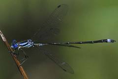 Lestes apollinaris