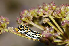 Lichtensteinia lacera