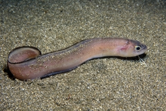 Roche's Snake Blenny photo 3