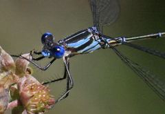 Lestes apollinaris