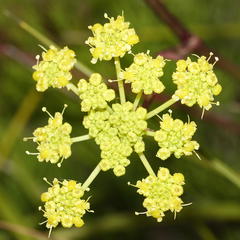Lichtensteinia lacera