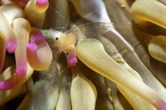 Periclimenes scriptus