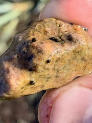 Pyrgulopsis basiglans
