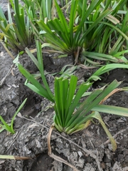 Sparganium erectum