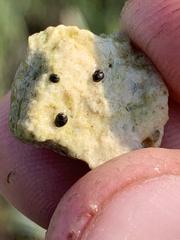 Pyrgulopsis basiglans