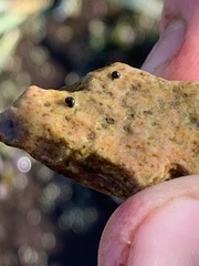 Pyrgulopsis basiglans