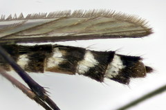 Aedes geniculatus