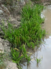 Sparganium erectum