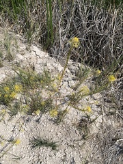 Cleomella plocasperma