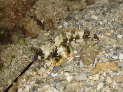 Synchiropus ocellatus