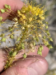 Cleomella plocasperma