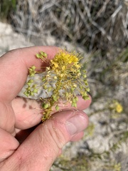 Cleomella plocasperma