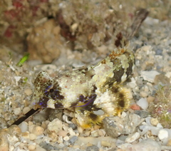 Synchiropus ocellatus