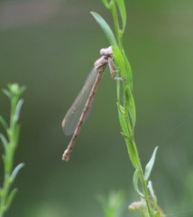 Argia nahuana