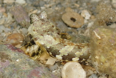 Synchiropus ocellatus