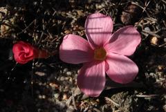 Oxalis eckloniana eckloniana