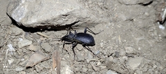 Cychrus italicus