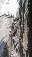 Sceloporus