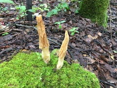 Morchella rufobrunnea