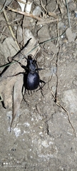Cychrus italicus