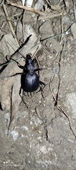 Cychrus italicus