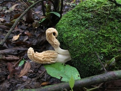 Morchella rufobrunnea